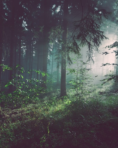 Lumière dans la forêt