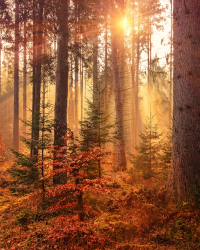 Sentier forestier